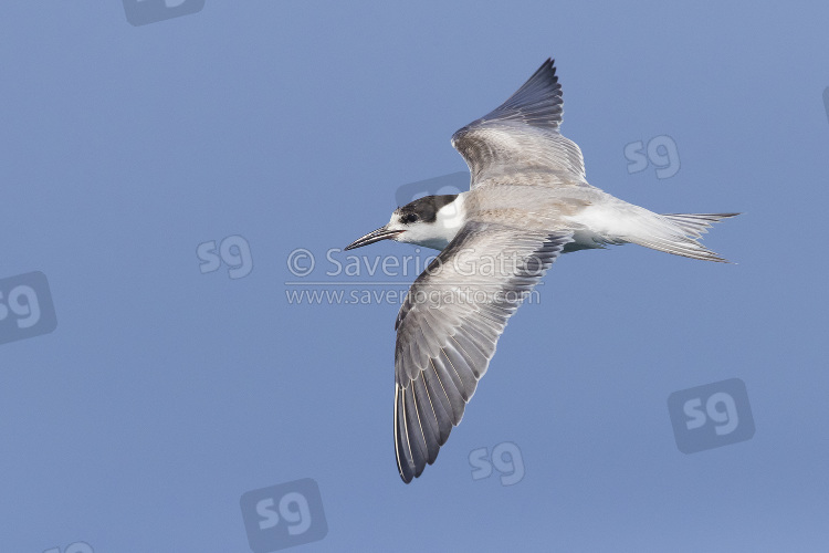 Whiskered Tern, first winter individual in flight