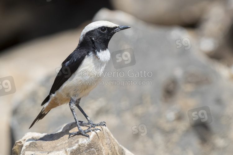 Arabian Wheatear, side view of an adult male standing on a rock