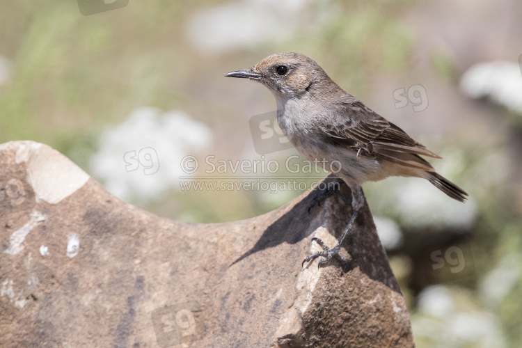 Arabian Wheatear, side view of an adult female standing on a rock