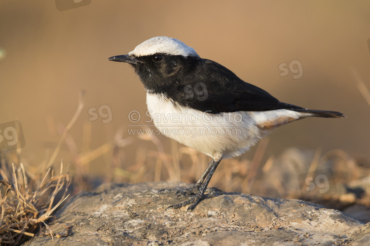 Arabian Wheatear, side view of an adult male standing on a rock