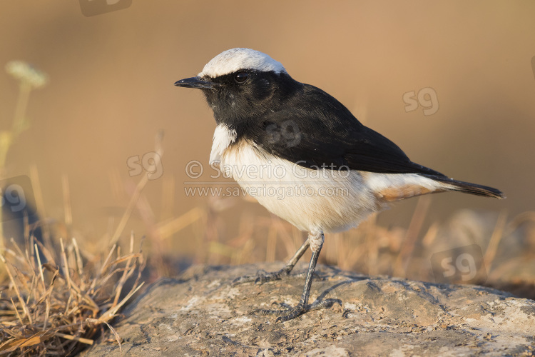 Arabian Wheatear, side view of an adult male standing on a rock