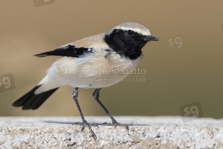 Desert Wheatear, adult perched on a wall