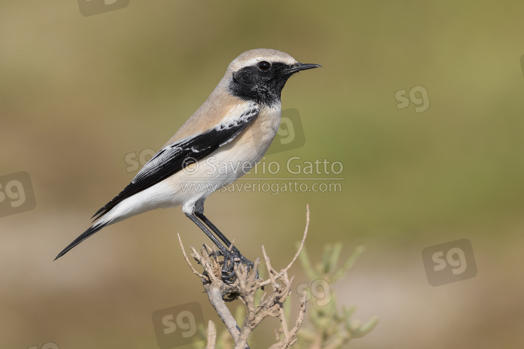 Desert Wheatear, side view of an adult perched on the top of a bush