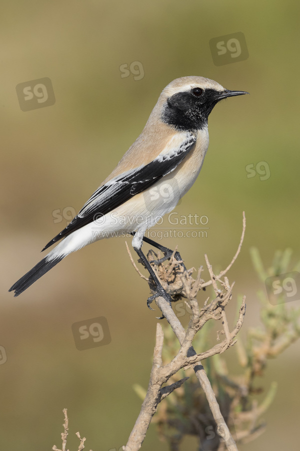 Desert Wheatear, side view of an adult perched on the top of a bush