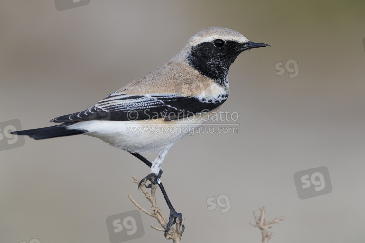 Desert Wheatear, adult perched on the top of a bush