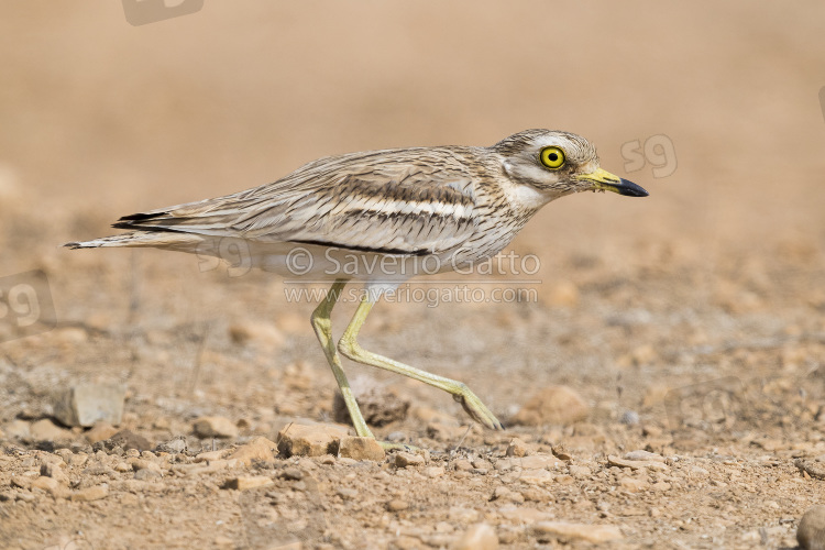 Stone Curlew, side view of an adult walking in a desert habitat in oman