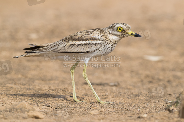 Stone Curlew, side view of an adult standing on a desert ground in oman