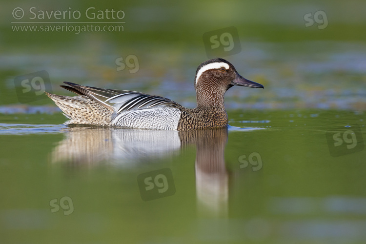 Garganey, side view of a drake swimming in a pond