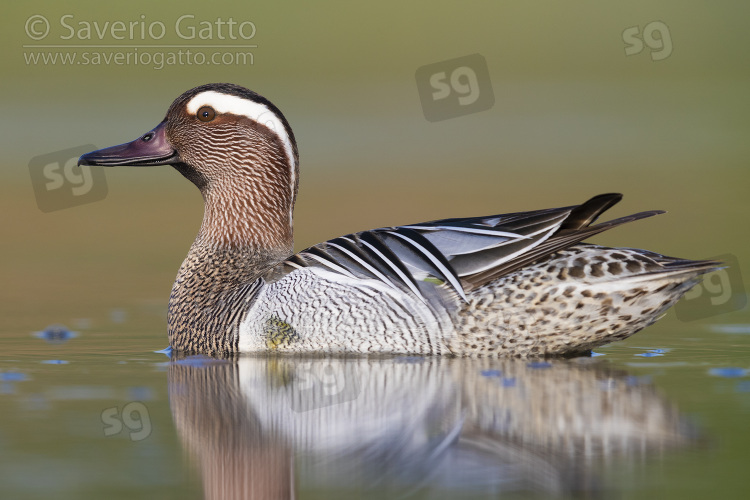 Marzaiola, maschio adulto in acqua