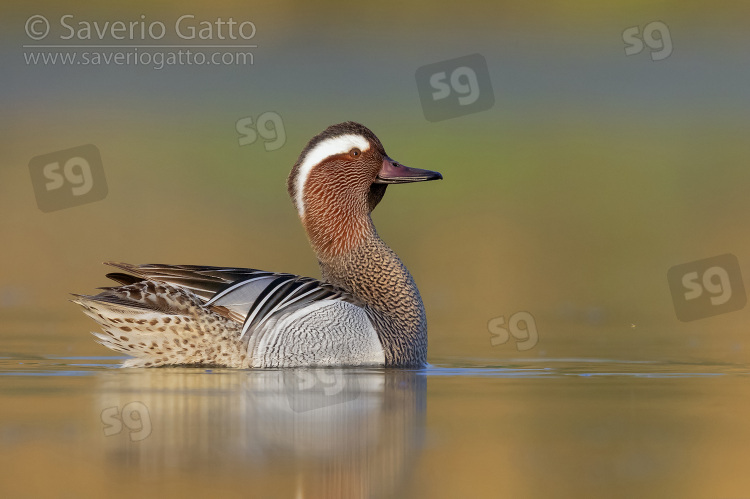 Garganey, side view of a drake displaying in a pond