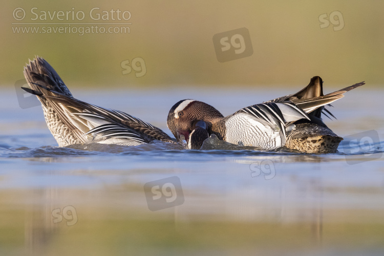 Garganey, two males fighting in a pond