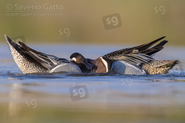 Garganey, two males fighting in a pond