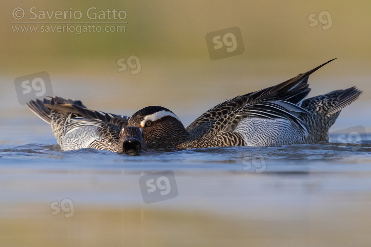 Garganey