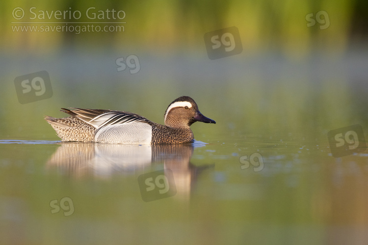 Garganey, side view of a drake swimming in a pond