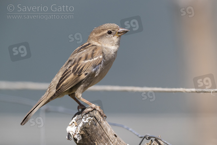 Italian Sparrow