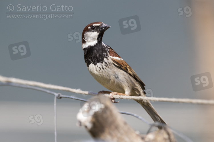 Italian Sparrow