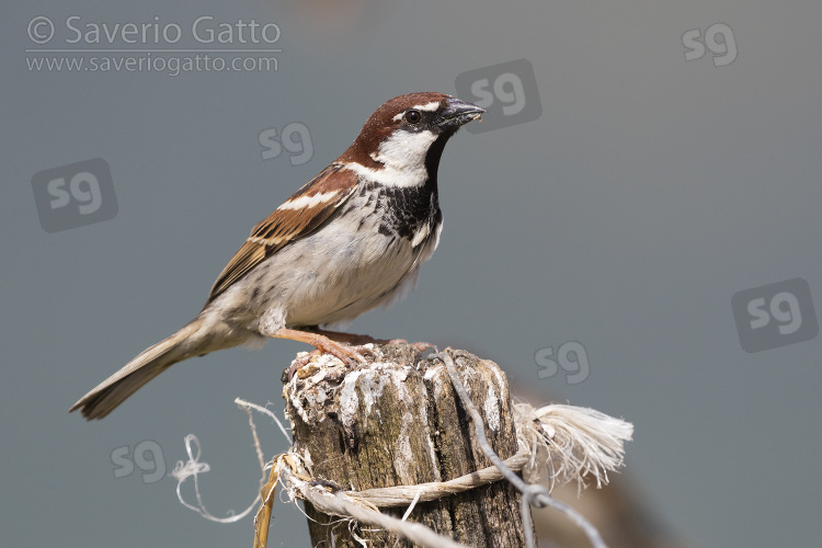 Italian Sparrow