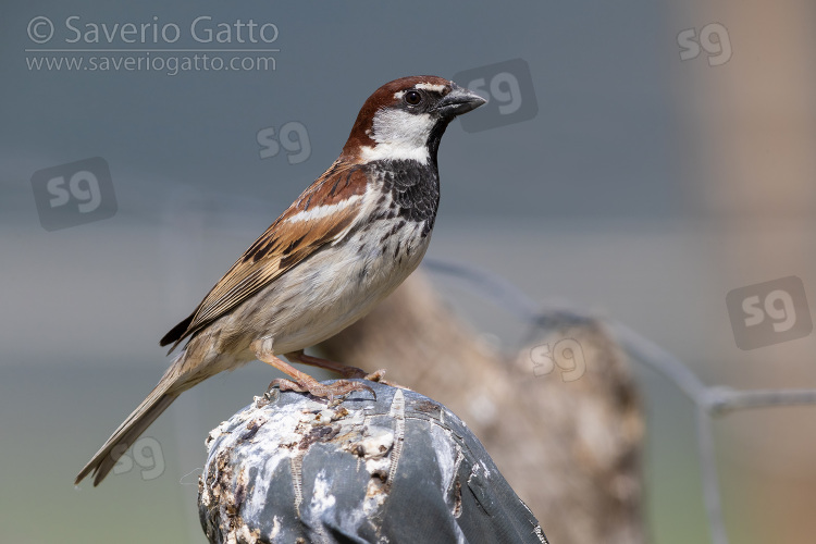 Italian Sparrow, side view of an adult male perched on a fence post