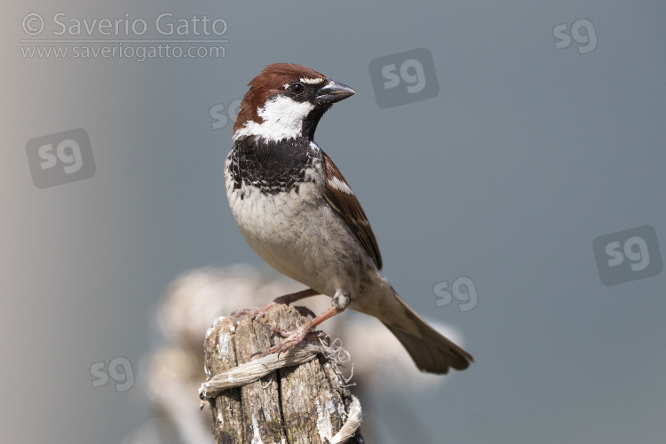 Italian Sparrow