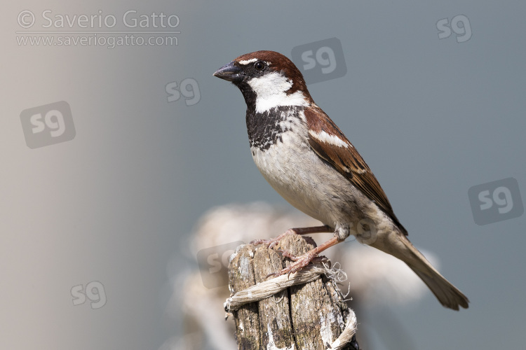 Italian Sparrow, adult male perched on a fence post