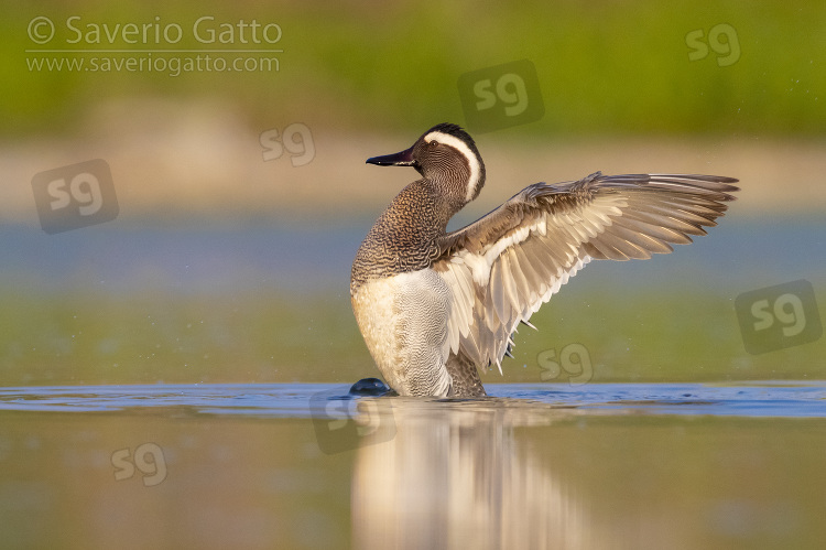 Garganey, side view of a drake flapping its wings