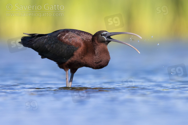 Glossy Ibis