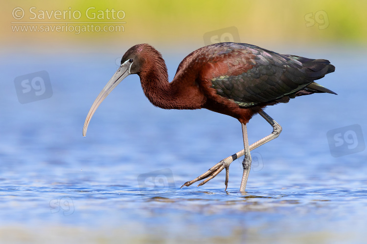 Glossy Ibis