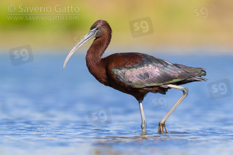 Glossy Ibis, side view of an adult walking in a pond