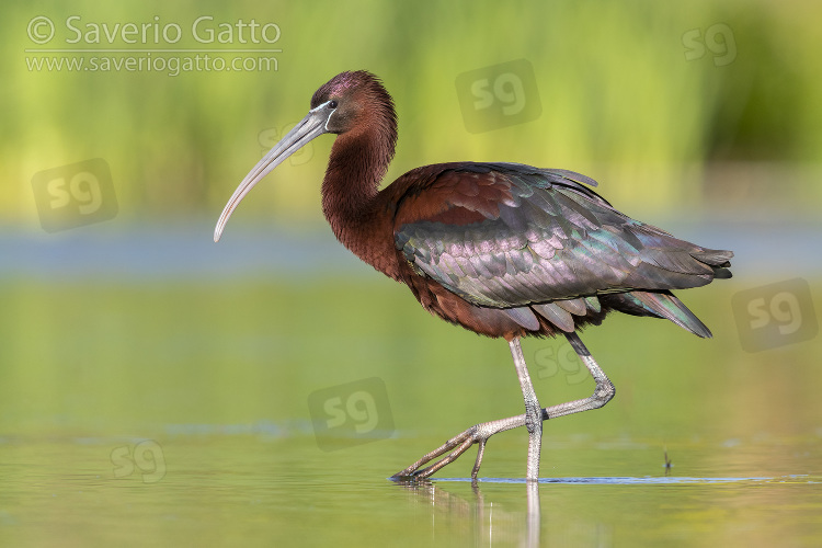 Glossy Ibis