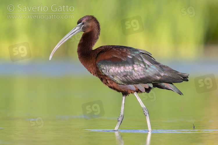 Glossy Ibis, side view of an adult walking in a pond