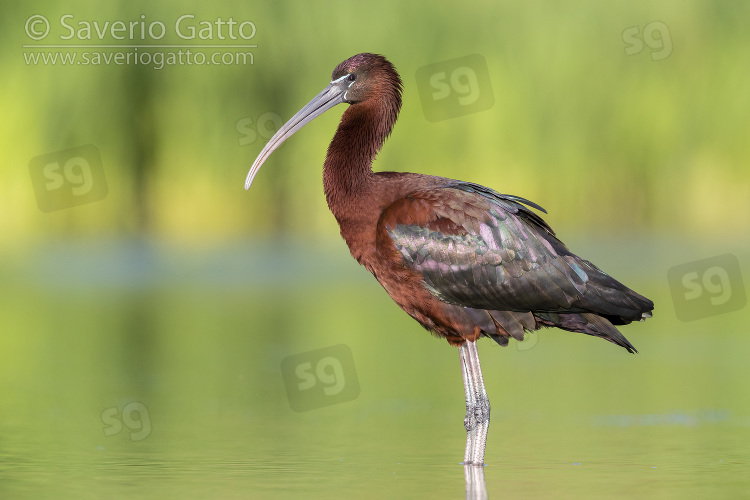 Glossy Ibis, side view of an adult standing in a pond