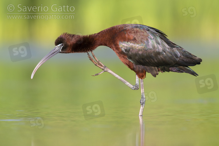 Glossy Ibis