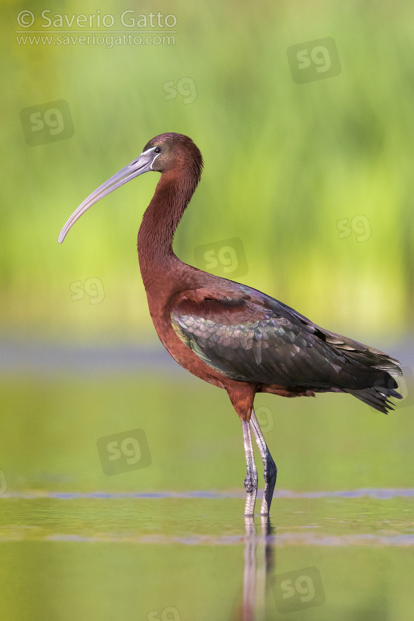 Glossy Ibis