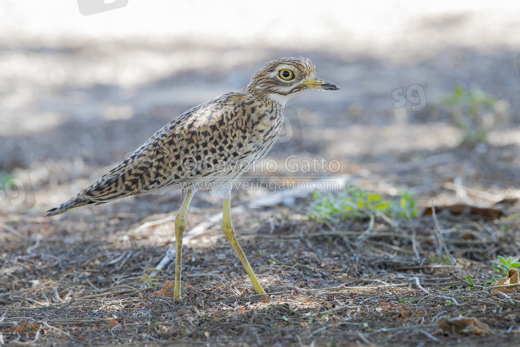 Spotted Thick-Knee, side view of an adult standing on the ground in oman