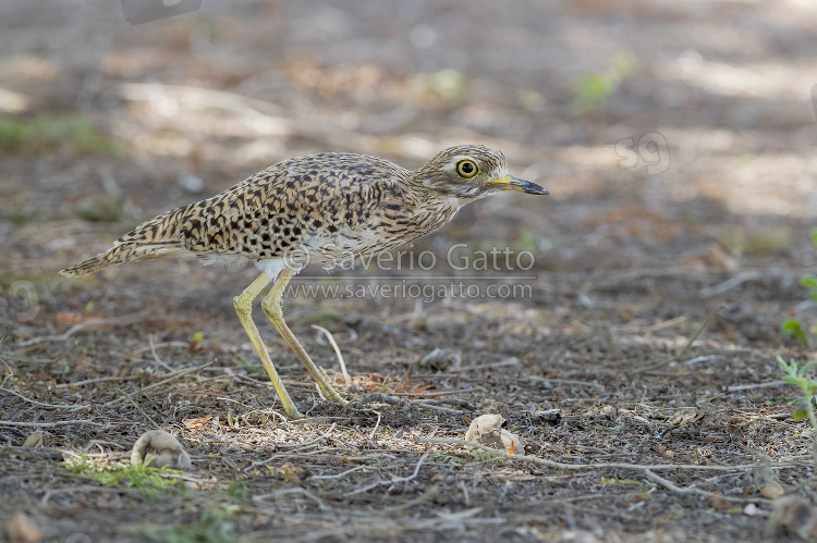 Spotted Thick-Knee, side view of an adult standing on the ground in oman