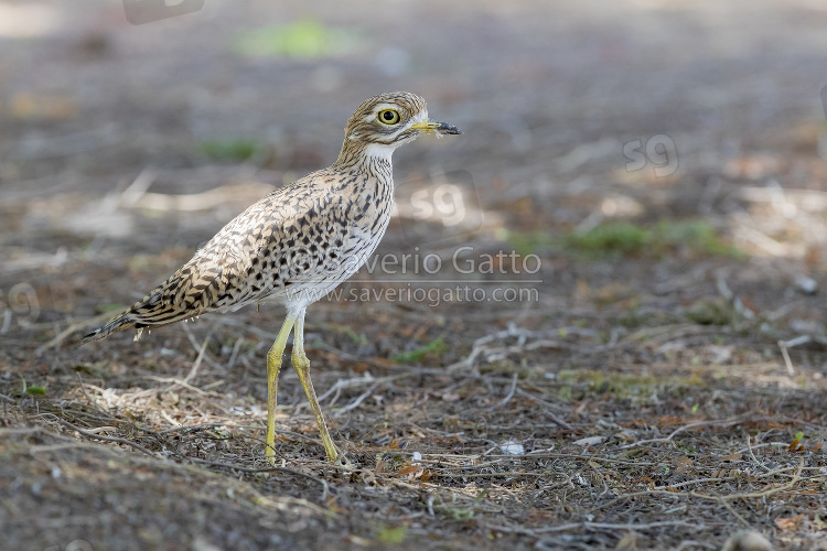 Spotted Thick-Knee, side view of an adult standing on the ground in oman