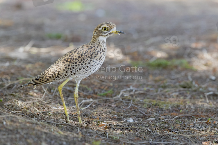 Spotted Thick-Knee, side view of an adult standing on the ground in oman