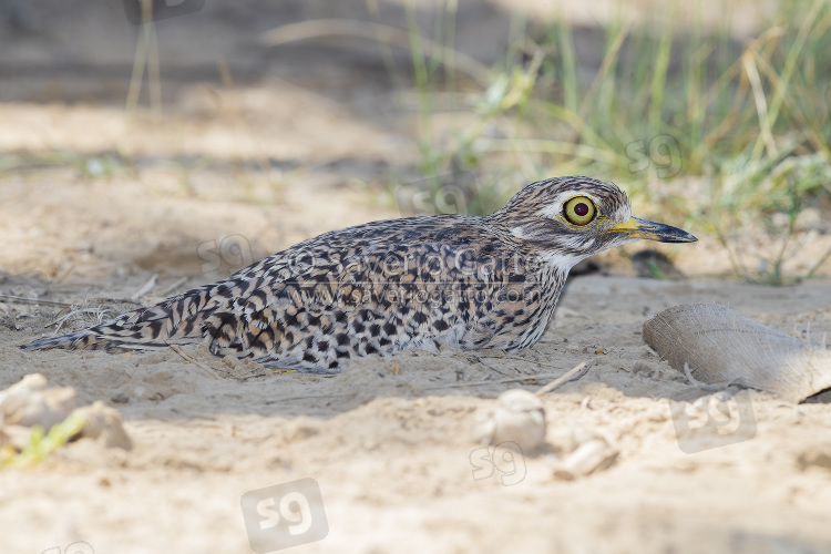 Spotted Thick-Knee