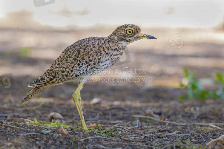 Spotted Thick-Knee, side view of an adult standing on the ground in oman