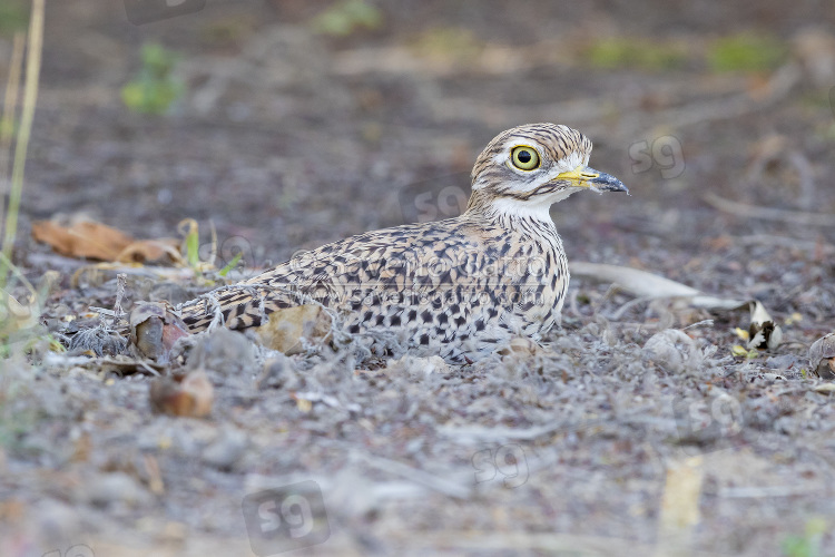 Spotted Thick-Knee