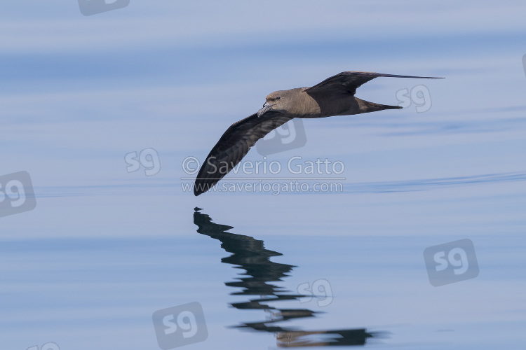 Jouanin's Petrel, individual in flight over the sea in oman