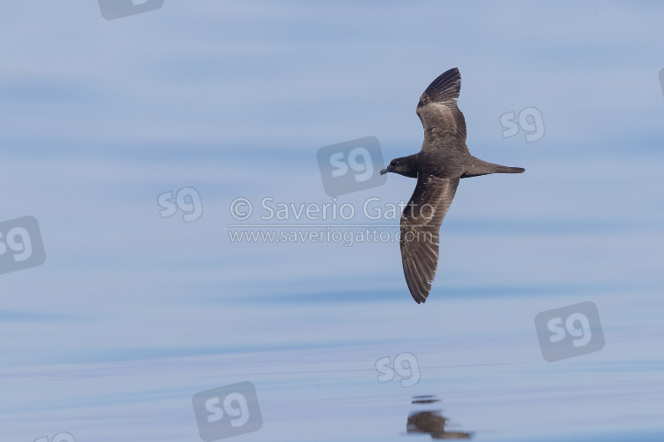 Jouanin's Petrel, top virew of an individual in flight over the sea in oman