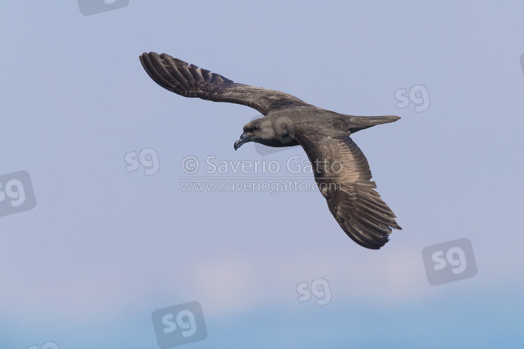 Jouanin's Petrel, individual in flight over the sea in oman