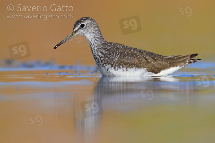 Green Sandpiper, side view of an adult standing in the water