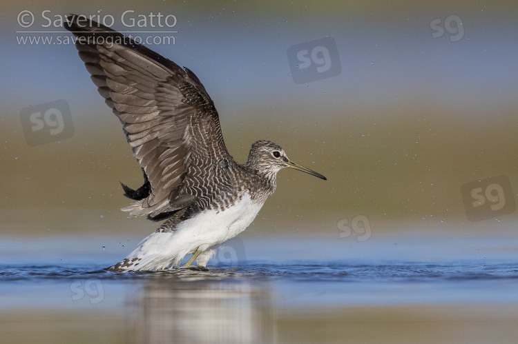Green Sandpiper, side view of an adult at take off
