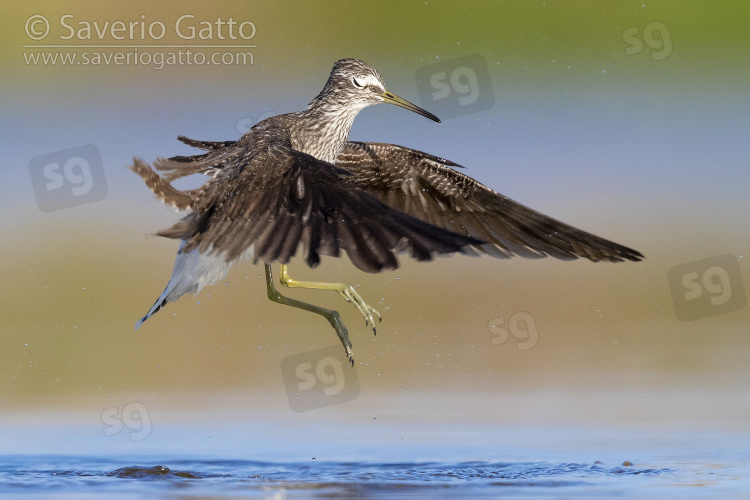 Green Sandpiper, adult at take off