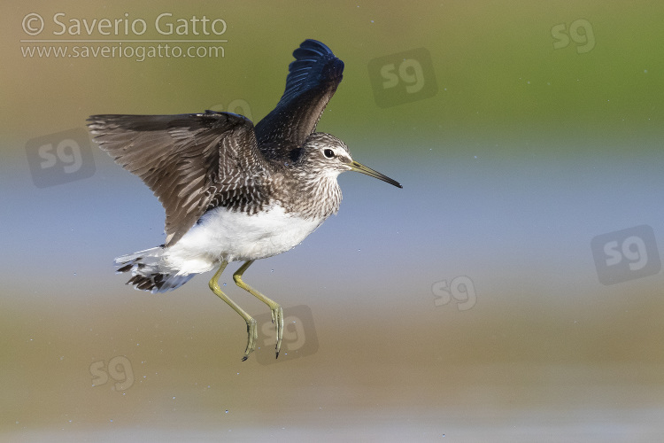 Piro piro culbianco, adulto in volo