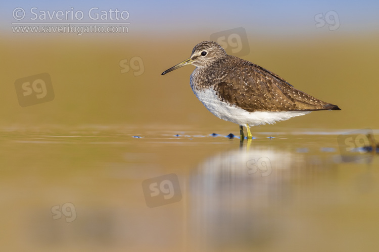 Green Sandpiper, side view of an adult standing in the water