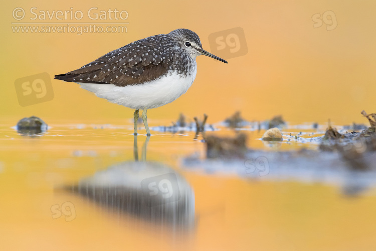 Green Sandpiper, side view of an adult standing in the water at sunset