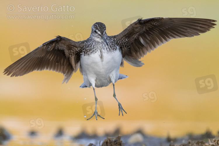 Green Sandpiper, front view of an adult in flight